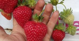 Hola, vendo la variedad de postres de fresa SanAndreas