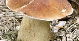 Vendo champiñones frescos porcini a diario, desde 100 kg.