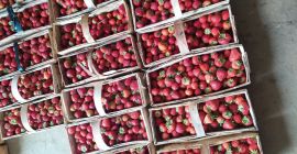 Venderé fresas frescas y sabrosas, variedad rumba, unos 50