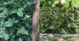 Vendo frambuesas y moras. Variedad de frambuesa Laszka y