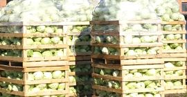 Venderé col blanca joven, camiones. Puro sin enfermedades y