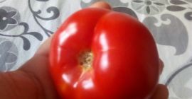Estoy vendiendo tomates solarium Estoy vendiendo tomates solarium