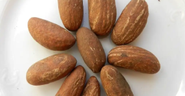 La kola amarga es una semilla comestible, que pertenece