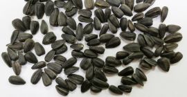 VENDERÉ Girasol calibrado, calibre 45+, cultivar Kulundinets, naturaleza 360