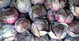 Col roja a la venta, limpia, de calidad rumana.