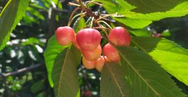 Venderé cerezas blancas. Tel. 605 595 607