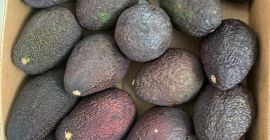Aguacate HASS en venta minorista / mayorista. Posible cantidad
