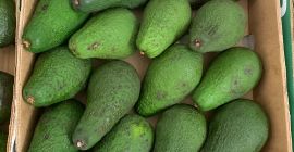 Aguacates Zielone en venta minorista / mayorista. Posible cantidad