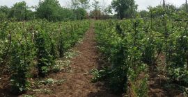 Vendo moras 50-100 kg cada 48 horas, en el