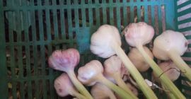 Hola, tengo que vender grandes cantidades de variedad harnaś