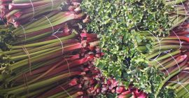 Venderé ruibarbo: aproximadamente 1,5 toneladas