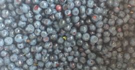 Estoy buscando un recipiente de una baya del bosque.