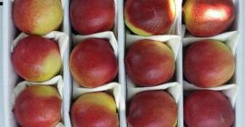 producto ecológico sin OMG