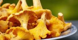 Rebozuelos en venta. Producto fresco y ecológico.