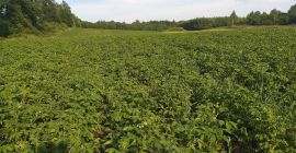 Venderé nuevas papas ecológicas (certificado), señor y variedad de