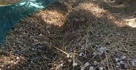 Venderé ajo orgánico para siembra, comercial y de baja