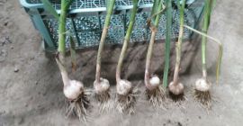 Venderé ajo Harnaś. Saludable alrededor de 150,000 piezas. Ordenado