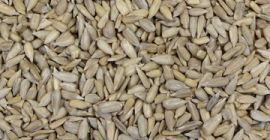 Estamos interesados en comprar semillas de girasol y semillas