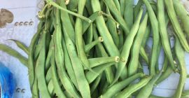 Frijoles en bruto en venta. Móvil: +40734031759