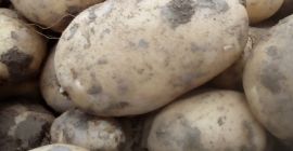 Vendo papas blancas y rojas, ofrecen una cantidad y