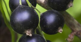 Hola, venderé - escogido a mano - grosella negra.