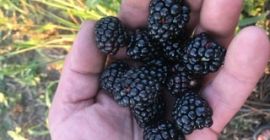 Blackberryes a la venta. Variedad sin espinas. Número de