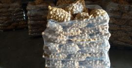 Venderé 350 bolsas de papas. Listo para recoger, alrededor