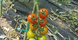 vender tomates (tomates) variedad cristal f1, cantidades variables ...
