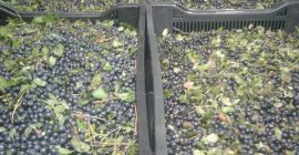 Venderé bayas negras frescas, bayas del bosque, crudo. Cajas