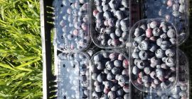 Venderé Blueberry Frutas recién cosechadas. Plantación de 11 ha.