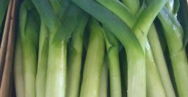 Puerro joven variedad Lincoln y Columbus.