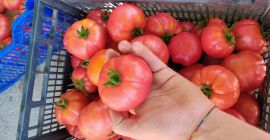 Tomates / calidad - calidad I - Judías verdes