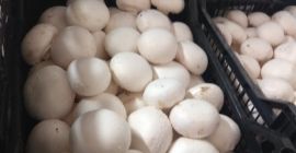 Buen día, damas y caballeros. Tenemos un hongo blanco