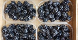 Bandejas de 1 kg Cestas de 125 g