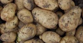 1,30 por kg de patatas sin espolvorear sin fertilizantes