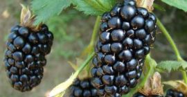 Venderé Blackberry, grandes cantidades, tres variedades, larga cooperación.