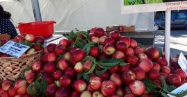 Productor privado que vende nectarina maravillosa, aroma único (como