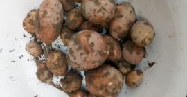 Venderé patatas, variedad wineta.irga.bellerosa