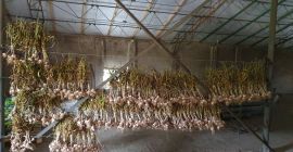 Buenos días, venderé ajo polaco, directamente desde el campo