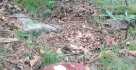 Boletus frescos mixtos