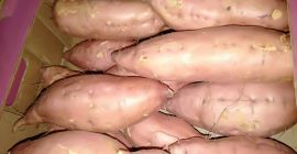 batatas frescas listas para la venta para obtener más