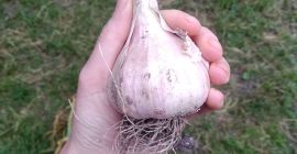 Harnaś ajo a la venta. Cantidad disponible: 5,000