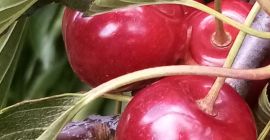 Venderé cerezas Regina, dulces y duras.