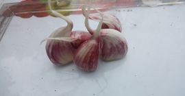 Hola, tengo a la venta variedad de ajo harnaś