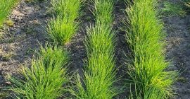¡Venderé cebolletas! Muy buen producto verde y saludable. Precio: