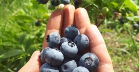 Tengo que vender arándano americano de una granja orgánica