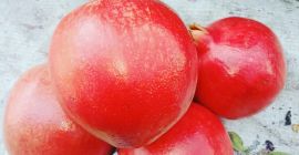 Somos el proveedor de granadas frescas de la India