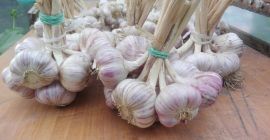 Hola, tengo a la venta la variedad de ajo
