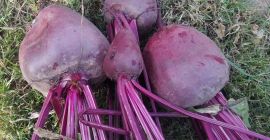 Venderé remolacha roja, hidrato de este año, precio, método