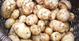 Venderé papas nuevas directamente del campo. Tel. 697-919-153
